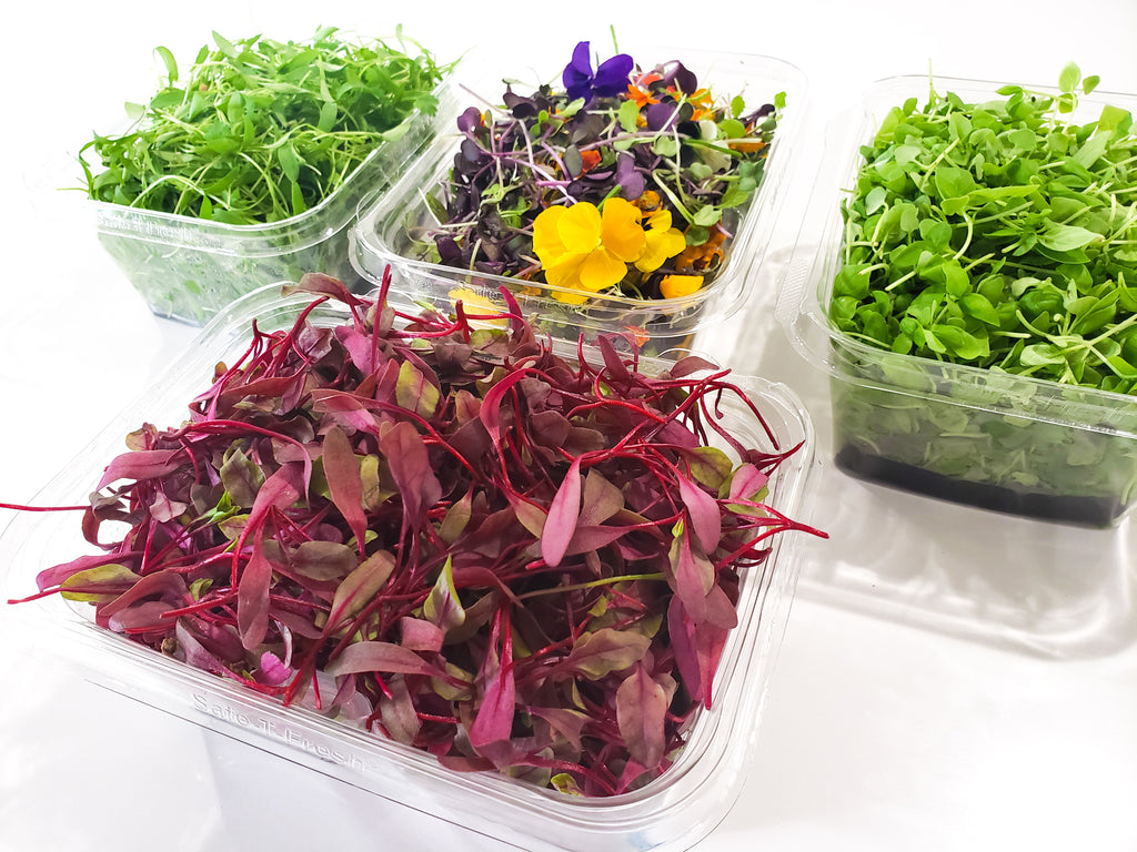 Microgreens from weqook, find the best and more flavorful microgreen in our website weqook.com available year-round, from our far to your table. 