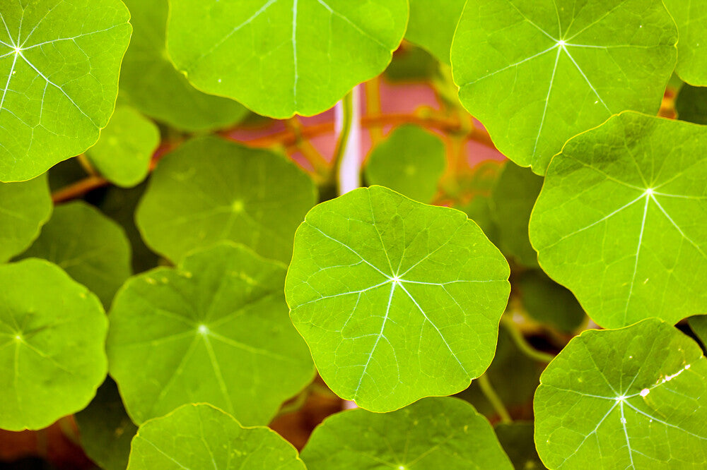 Nasturtium Leaves: Recipe, Variations & How to Use It