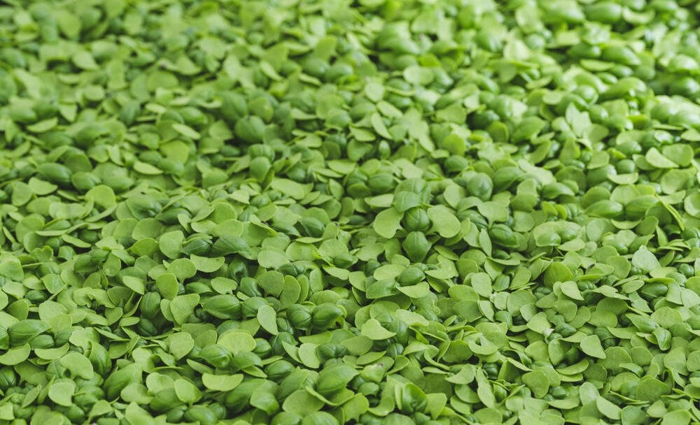 New York’s Top Picks: Micro Basil Varieties You Need to Try