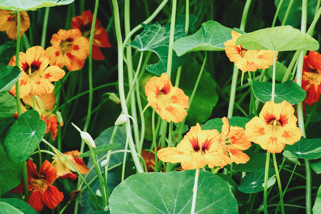Nasturtiums Flowers Useful Benefits & Recipes