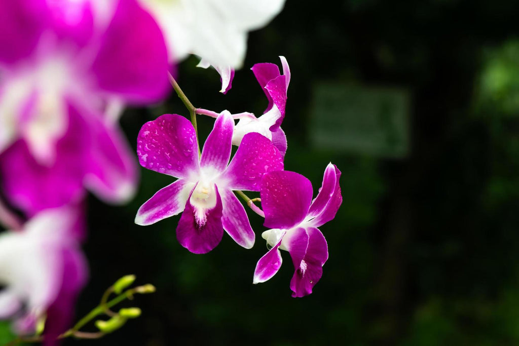 Get Purple Orchids for Your Cocktails and Desserts